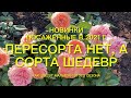 Розы. Пересорта нет , а сорта шедевр. Как же хороши новинки 2021 года.🌹🌹🌹