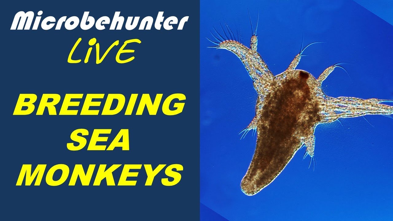 How to grow Sea Monkeys (Artemia brine shrimp) from eggs YouTube