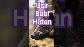 Cara Melindungi Tanaman dari Serangan Babi Hutan – Solusi Ramah Lingkungan #animals