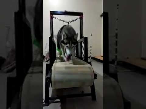 Video: Apakah Treadmill Untuk Anjing Adalah Ide Yang Bagus - Sepenuhnya Diverifikasi