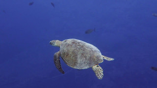 Tubbataha Reef - Palawan, Philippines - April 2017
