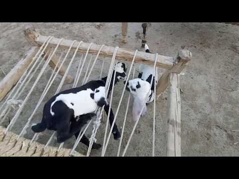 funny-baby-goat-compilation-2019||cute-baby-goat-screaming-stuck-in-cot-ropes
