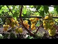 Урожай винограда в Псковской области. Виноград в теплице и на улице.