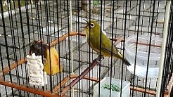 Pleci Ngalas Full isian kenari prenjak alang- alang (Pleci Haters) - Durasi: 1:45. Pleci Ngalas Full isian kenari prenjak alang- alang (Pleci Haters) - Durasi: 1:45.