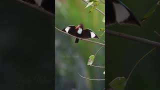 The Dazzling Display of White-Throated Kingfisher #wildlifephotography#shorts#trendingshorts#viral