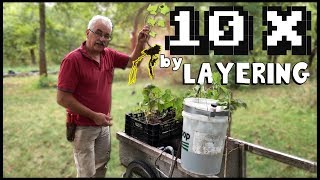 10X YOUR SHRUBS BY LAYERING  SIMPLEST TECHNIQUE!