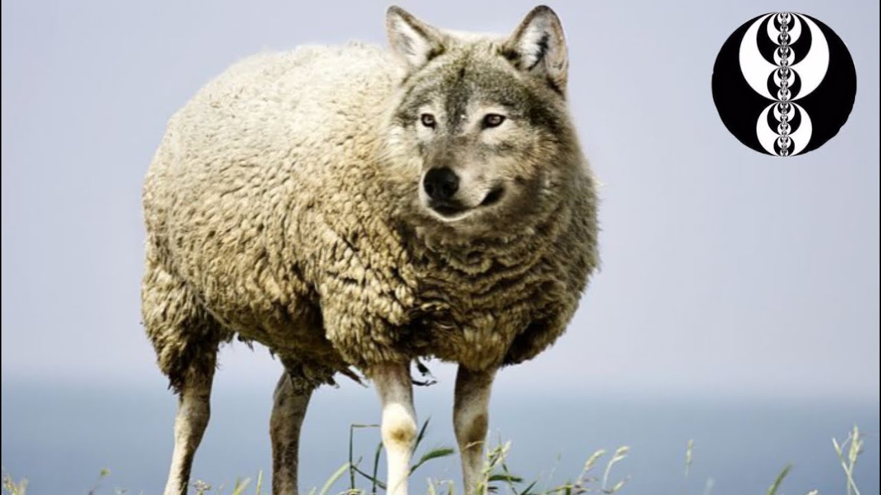 The Slaughterhouse - ICT