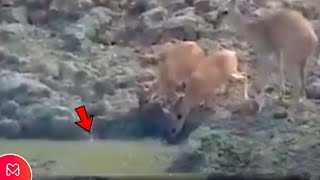 INCREDIBLE PYTHON JUMPS OUT OF THE WATER AND ATTACKS THE DEER - YouTube