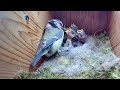 22nd May 2021 - Yet more trauma and a Cat attack - Blue tit nest box live camera highlights