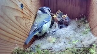 22nd May 2021 - Yet more trauma and a Cat attack - Blue tit nest box live camera highlights