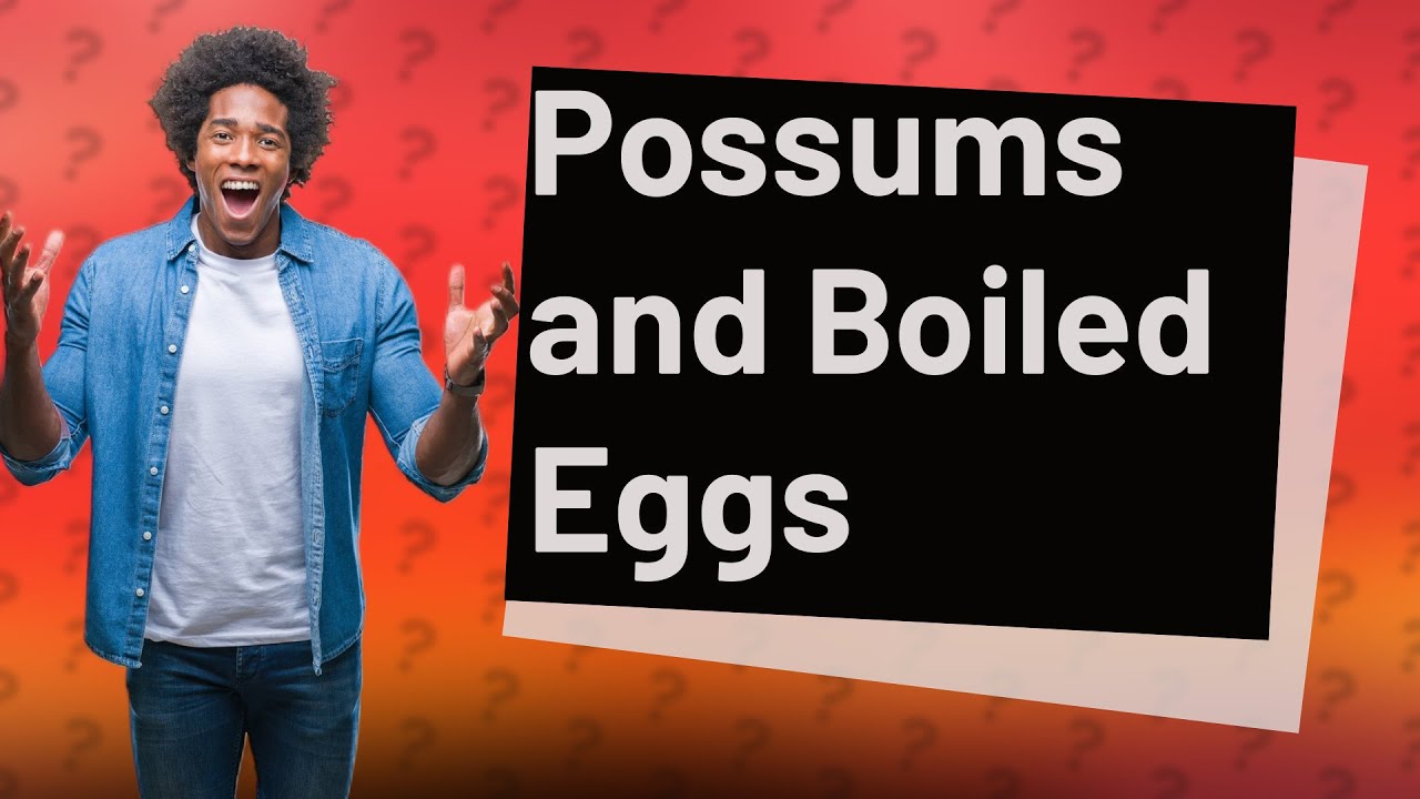 Can possums eat boiled eggs? YouTube
