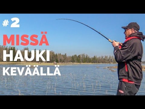 Video: Kun Hauki Kutee