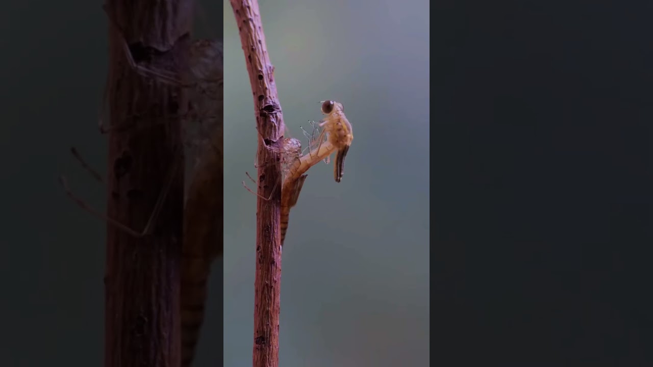 Secret Life of Damselflies in 40 Seconds 