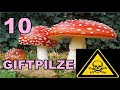 Die 10 GIFTIGSTEN PILZE 🍄 Toxic Mushrooms ⚠️