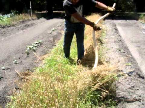 CFSAI AFGA Sythe Harvest OATS.wmv