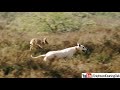 Greyhound hunting videos | Rabbit hunting with dogs
