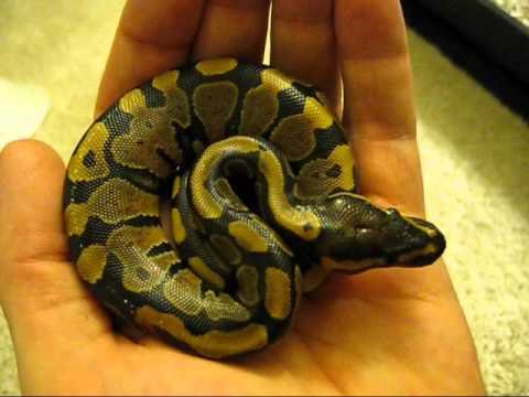 Baby ball pythons hatching and crawling around - YouTube