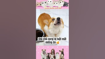 Chú chó corgi bị tuột mất miếng ăn. #clipvui #funny #cute #corgi #shorts