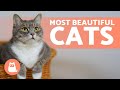 Top 10 MOST BEAUTIFUL CAT BREEDS in the WORLD 🐱💕