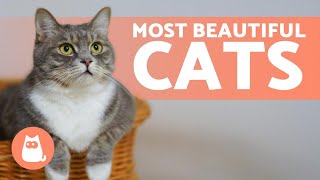 Top 10 MOST BEAUTIFUL CAT BREEDS in the WORLD