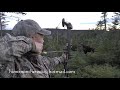 Newfoundland moose hunt 2020