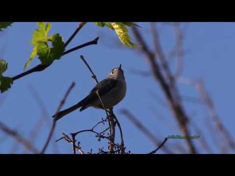 Blue-gray Gnatcatcher in Slo motion 