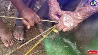 Dystocia and Torsion (Sharma's Modified Schaffer's Method in  Buffalo, Calf Aspirated Amniotic Fluid