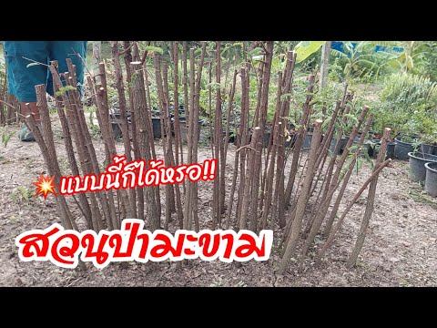 ผลสลากกินแบ่งรัฐบาล วันที่ 1 พย. 2567