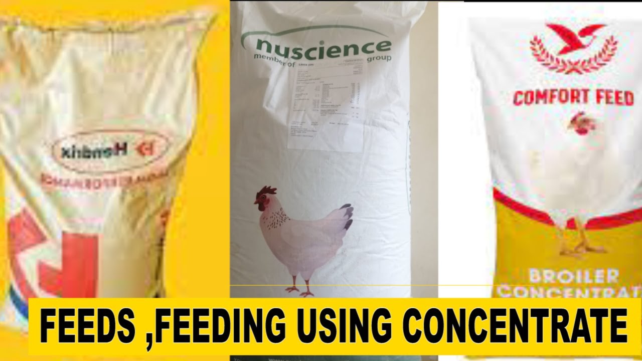 feeds-and-feedings-formula-using-concentrates-with-dr-isa-luigare