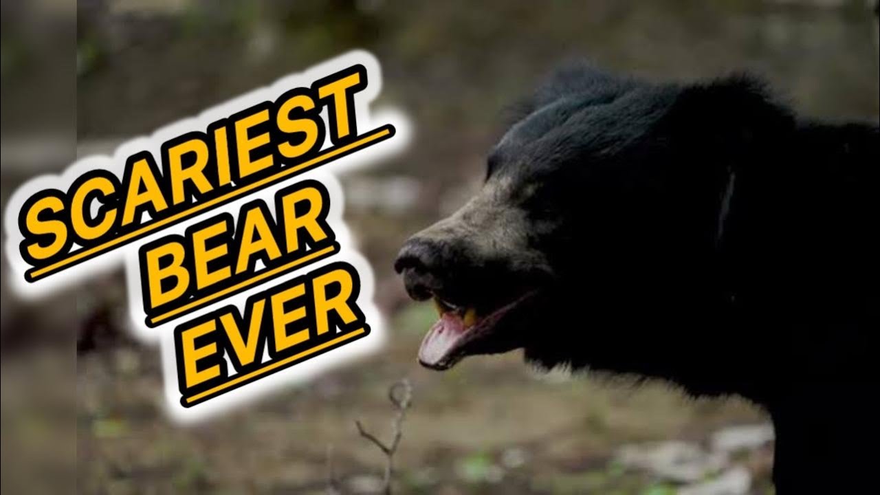 Sloth Bears | The Wild Giant Scariest Bear | 