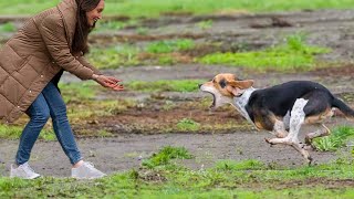 Heartwarming Dog Reunions: Emotional Moments That Will Melt Your Heart ❤