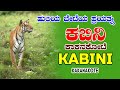 Tigress Hunts in Kakanakote Safari 🐅