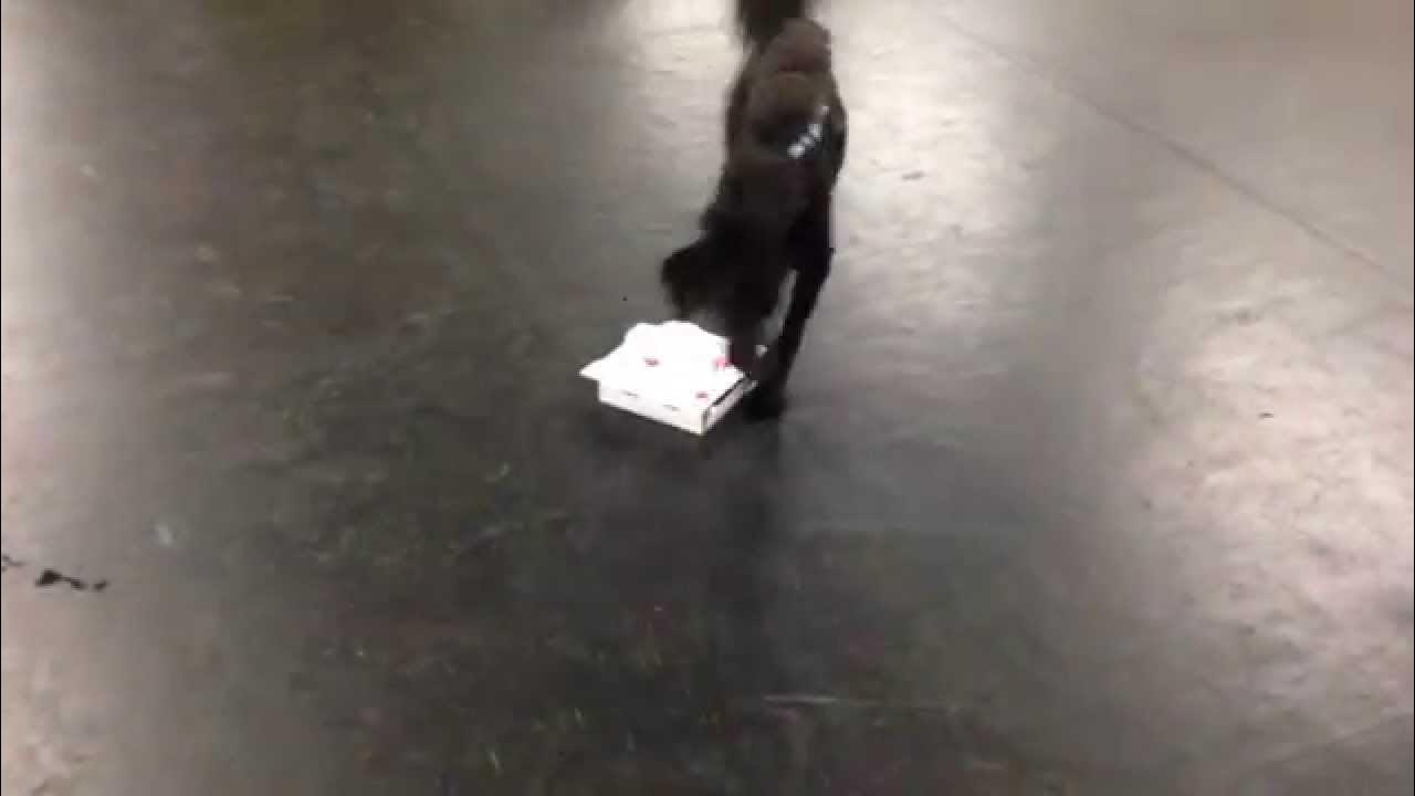 Training Dogs to Find Truffles Bordeaux YouTube