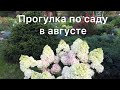 ПРОГУЛКА ПО САДУ В АВГУСТЕ. Обзор сада для новых зрителей😊❤️