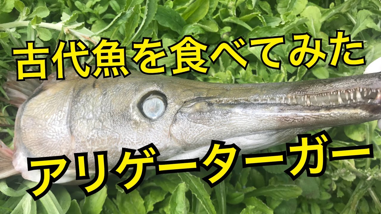アリゲーターガーを捌いて食べてみたよ Youtube