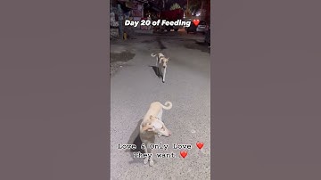 Respect To This Dog! #shorts #sad #emotional #short #fyp #respect #dog #doghappiness #youtubeshorts