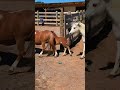 They ALMOST became friends 🥹❤️#katievanslyke #runningspringsminifarm