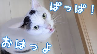 朝はしっかり大声で挨拶するお喋り猫