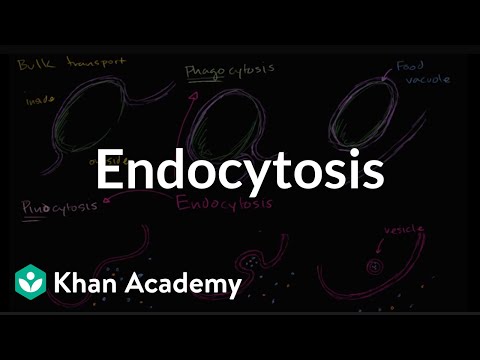 Endocytosis, phagocytosis, and pinocytosis | Biology | Khan Academy