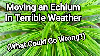 I Transplanted My Echium Heres What Happened