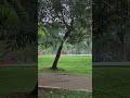Solusi untuk menenangkan diri adalah pergi ke taman pada saat siang hari #shorts #viral #trending
