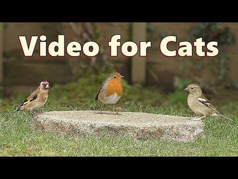 Cat TV ~ Videos for Indoor Cats to Watch 🌸 10 HOURS 🌸 NEW ✅
