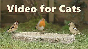 Cat TV ~ Videos for Indoor Cats to Watch 🌸 10 HOURS 🌸 NEW ✅
