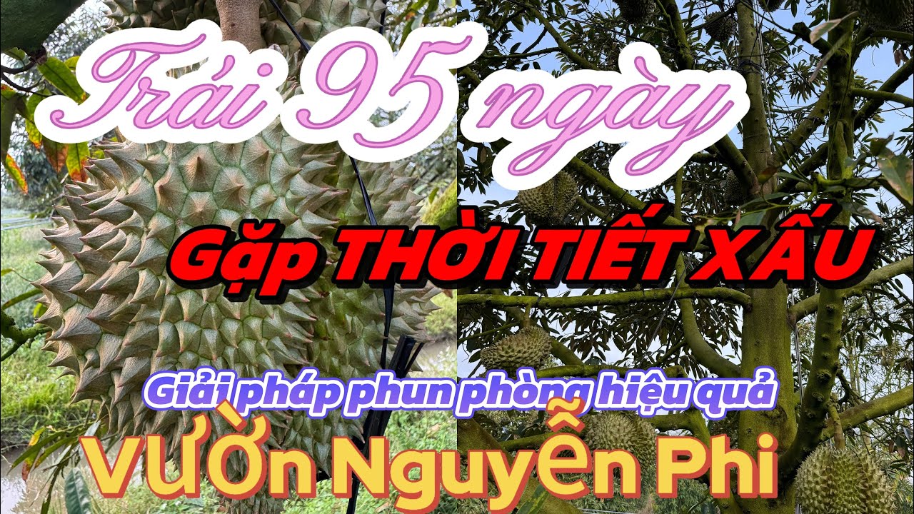 TẬP 216. TRÁI 95 NGÀY GẶP THỜI TIẾT XẤU GIẢI PHÁN PHUN PHÒNG HIỆU QUẢ VƯỜN NGUYỄN PHI