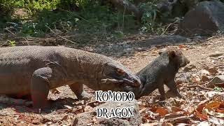 GANAS!!! Komodo Dragon Berburu Babi, Kambing, Rusa