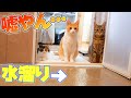 大好きなお風呂場の床が大洪水してたら猫たちの反応は…？？