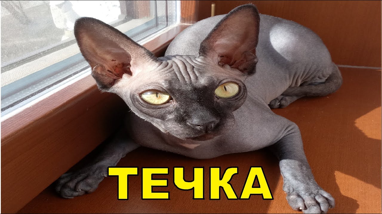 первая течка у сфинкса