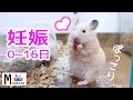 ハムスターの妊娠は何日目で分かる?出産直前までの記録!~出産繁殖に向けて~可愛い癒しHamster became pregnant