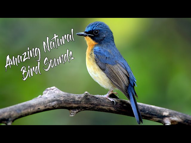 Amazing Natural Bird Sounds | FRS MusiC | HD Video class=