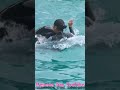 ラビーの美声にウットリ♥ #Shorts #鴨川シーワールド #シャチ #kamogawaseaworld #orca #killerwhale